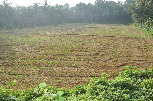 Ajekar garden