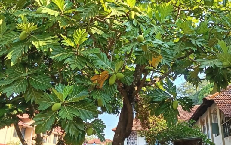 WhatsApp Image 2025-03-14 at 9.21.38 AM (1)